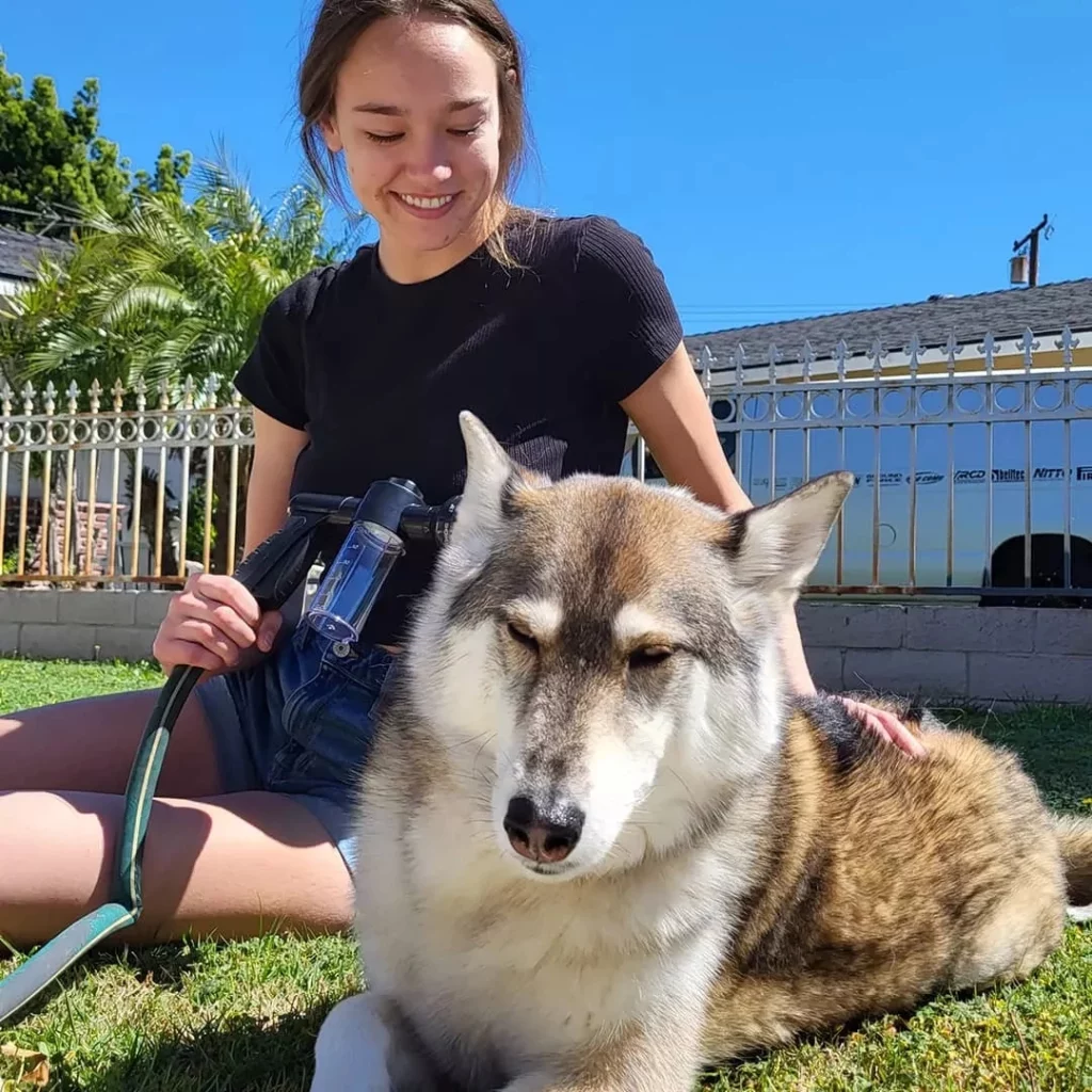 Girl bathing husky in yard