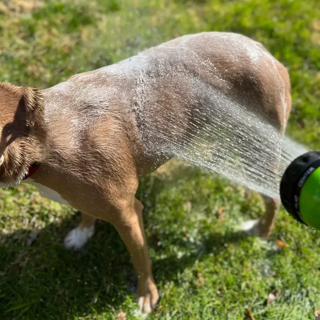 Dog bathing in yard