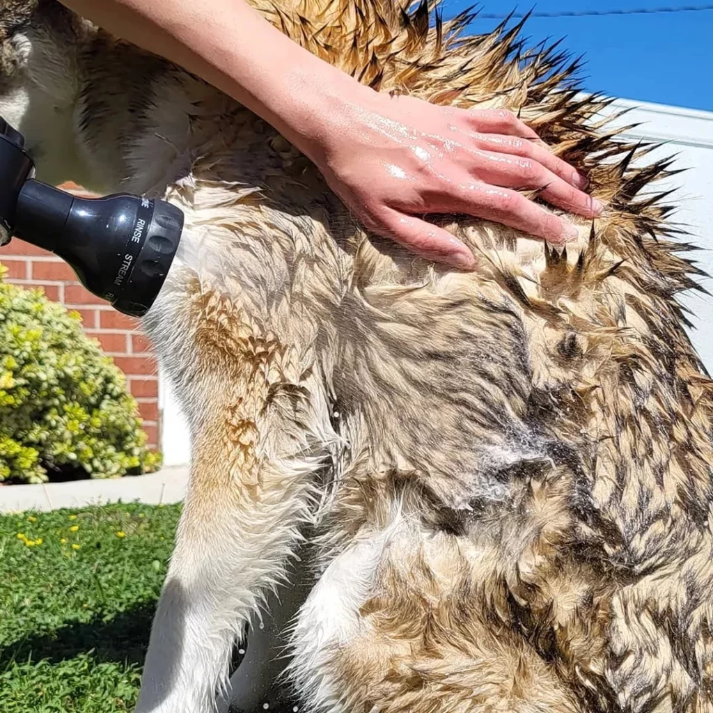 Dog bathing in yard